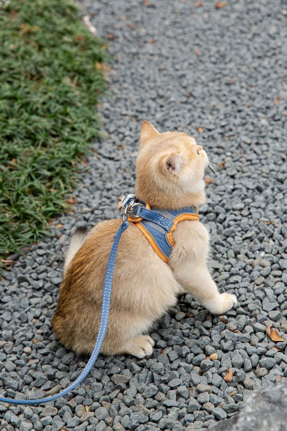 Reflective Cat Chest Harness