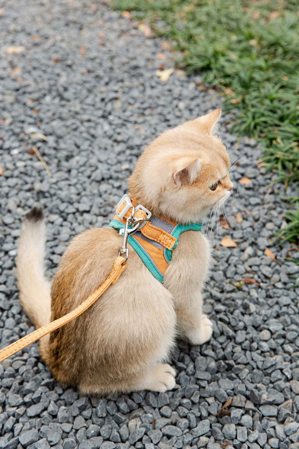 Reflective Cat Chest Harness